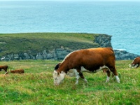 Mizen Head, Co. Cork